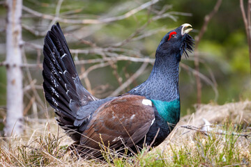 Tetrao urogallus in wild nature in spruce forest, western capercaillie rare bird male . Sunny singing of a big black bird. Capercaillie protected by law extremely rare species