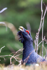 Close up western capercaillie (Tetrao urogallus). The largest member of the grouse family.