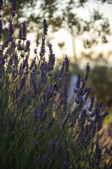 lavender field in provence
Toscana, Italy