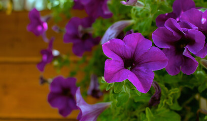 petunia flowers, bright