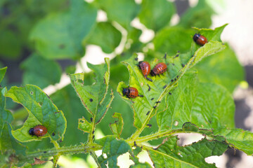 Colorado potato beetle larvae on eaten away potato leaf. Close-up. A bright illustration on the theme of protecting this agricultural plant from bugs. High detail. Macro