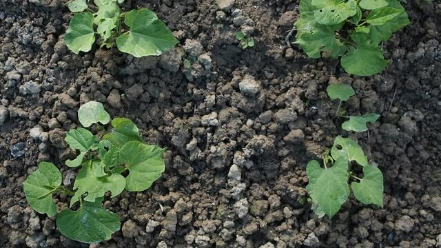 Kidney beans seedbed in garden in HD VIDEO. Patch of young green plants of kidney bean growing in the homemade garden.  Organic farming, healthy food, BIO viands, back to nature concept.