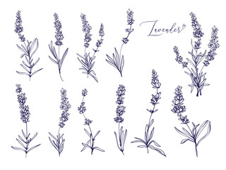 Black line lavender. Vector hand drawn tea herb Illustration set. Vintage retro sketch element for labels, packaging, textile and cards design.