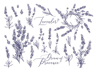 Black line lavender. Vector hand drawn tea herb Illustration set. Vintage retro sketch element for labels, packaging, textile and cards design. © Sopelkin
