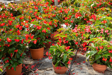 Fototapeta na wymiar Rows of pots with flowering red begonia semperflorens cultivated in modern hothouse