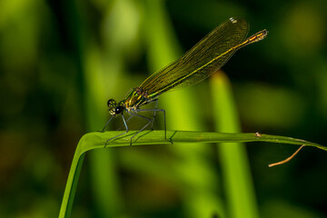 dragonfly (calopterix splendens) balanced on a plant at the water's edge