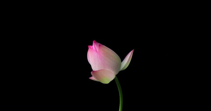 4k Time lapse of lotus flower blossoming,alpha channel