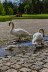 swan family