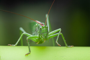 Macro head view close-up of a Great Green Bush-cricket, Tettigonia viridissima. Horizontal, copy space