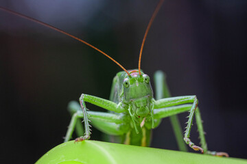 Macro head view close-up of a Great Green Bush-cricket, Tettigonia viridissima. Horizontal, copy...