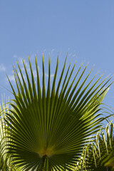 Leaves of young palm tree on blue sky.Spring concept.