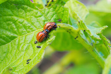 Colorado potato beetle larvae on eaten away potato leaf. Close-up. A bright illustration on the theme of protecting this agricultural plant from bugs. High detail. Macro