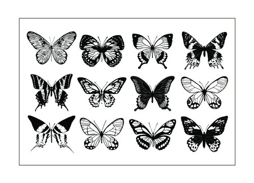 Set of 12 realistic black and white butterflies made in the same style. Vector illustration. 
