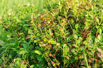 blueberry bush with berries