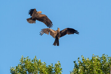 Nuptial flight of black kites in the sky over the Rhone River