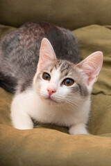 selective focus, little kitten portrait