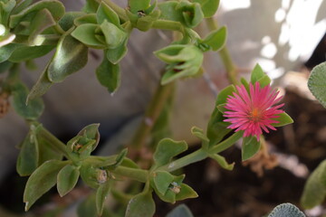 Lampranthus spectabilis pink flower close-up