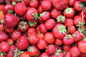 Organic fresh red strawberries. Delicious strawberries make up the background. Summer fruit theme.