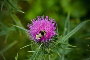 thistle and bee