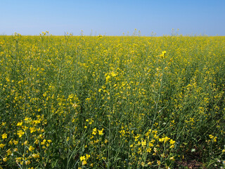 Yellow wildflowers on a Sunny summer day