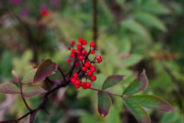 red berries on a branch