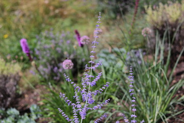 blauraute vor einer wildblumenwiese
