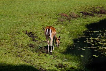 deer in field