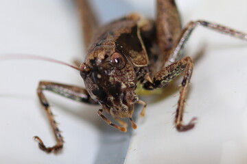 Details einer Strauchschrecke