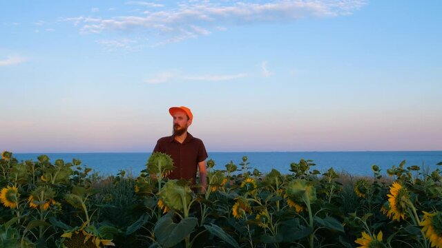 Young man in orange cap in yellow sunflowers crops field on sunset sea shore. Male tourist with backpack on countryside evening flowers landscape looking at the sky. Local hiking travel concept 4K