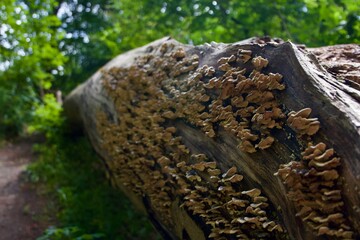 tree trunk with mushrooms