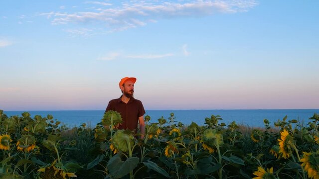 Young man in orange cap in yellow sunflowers crops field on sunset sea shore. Male tourist with backpack on countryside evening flowers landscape looking at the sky. Local hiking travel concept 4K