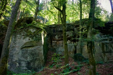 rock in woods