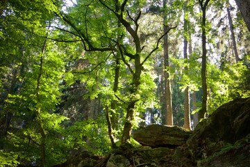 Fototapeta premium tree in forest