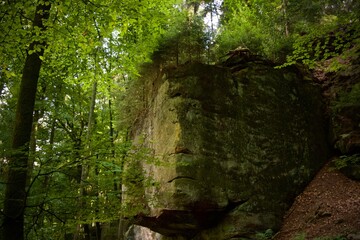 rock face in woods