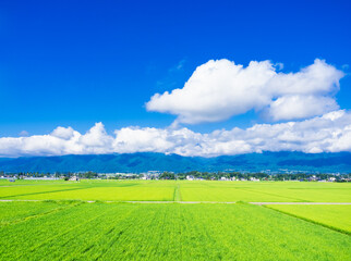 Obraz premium 夏の信州 安曇野の田園風景