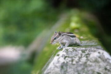 Three Striped Palm Squirrel or Indian Palm Squirrel with Copy Space for Texts Writing, Perfect for Wallpaper