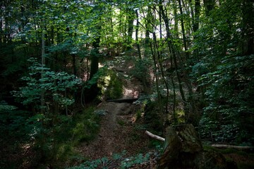 path in forest