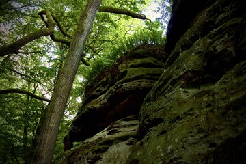 rock In forest