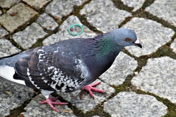 Gołębie 