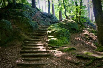 wooden path in the forest
