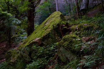 Fototapeta na wymiar moss covered rocks