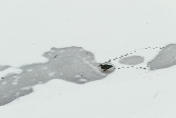 A lone duck walks across a frozen pond and leaves footprints. The concept of loneliness and abandonment