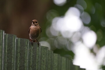 Flycatcher on the border