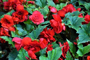 Kwitnące begonie  © merko