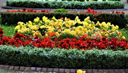 Kwitnące begonie  © merko