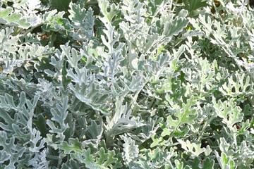 Cineraria maritime, or the ragwort maritime in the autumn garden
