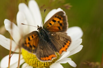 Obraz na płótnie Canvas Kleiner Falter und Schmetterling auf einer Blüte