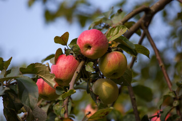 Red apples on the apple tree branch against the blue sky, close-up