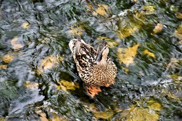 Dzika kaczka w rzece  © merko