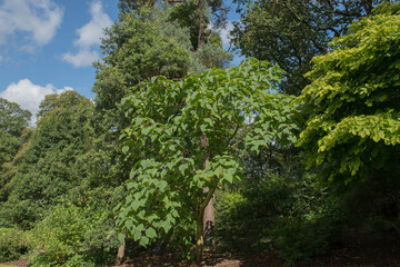 Fototapeta na wymiar Green Foliage of a Sapphire Dragon Tree (Paulownia kawakamii) in a Woodland Park in Rural Devon, England, UK